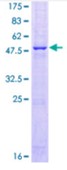 SDS-PAGE (FAM3B-3752H).jpg